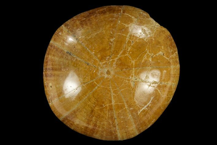 1" Polished Fossil Sand Dollars - Madagascar - Photo 1